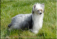 Insolente Little Champs - Chinese Crested Dog, schwarz/weiss, 16 months