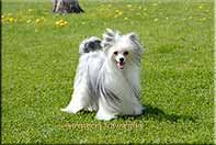 Insolente Little Champs - Chinese Crested Dog, schwarz/weiss, 17 months