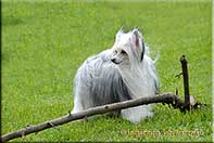 Insolente Little Champs - Chinese Crested Dog, schwarz/weiss, 17 months