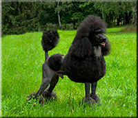 Gitano vom Swenter Moor - "Gitano" - Standard Poodle, male, black
